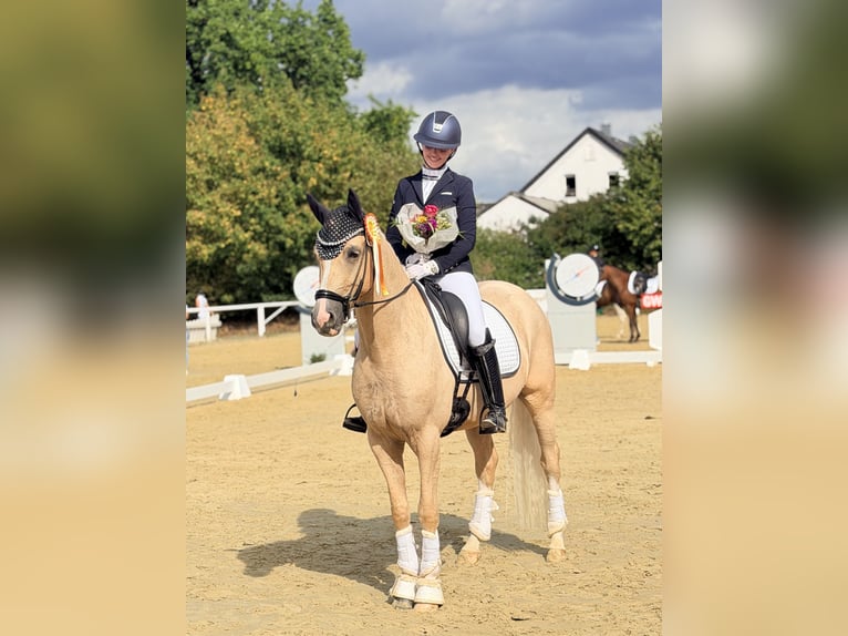 Deutsches Reitpony Wallach 4 Jahre Palomino in Bochum