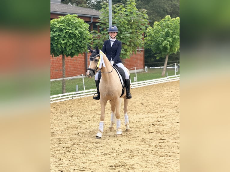 Deutsches Reitpony Wallach 4 Jahre Palomino in Bochum