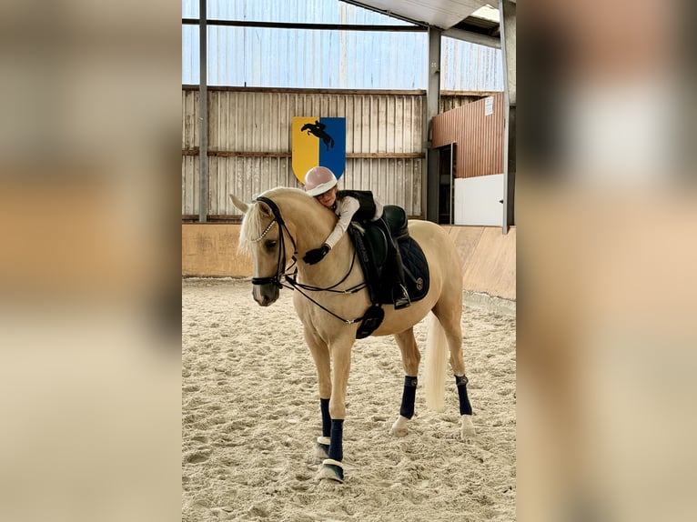 Deutsches Reitpony Wallach 4 Jahre Palomino in Bochum