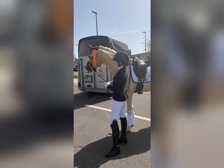 Deutsches Reitpony Wallach 4 Jahre Palomino in Bochum