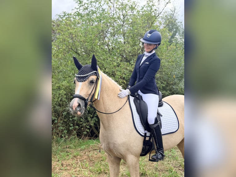 Deutsches Reitpony Wallach 4 Jahre Palomino in Bochum