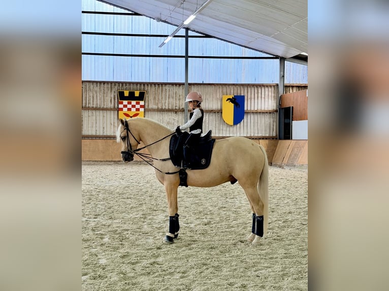 Deutsches Reitpony Wallach 4 Jahre Palomino in Bochum