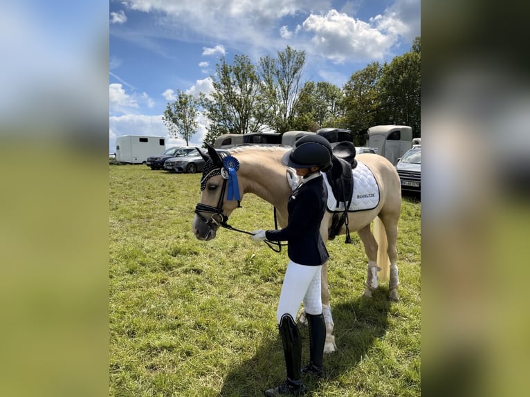 Deutsches Reitpony Wallach 4 Jahre Palomino in Hamburg Veddel
