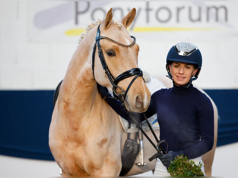 Deutsches Reitpony Wallach 4 Jahre Palomino in Marsberg