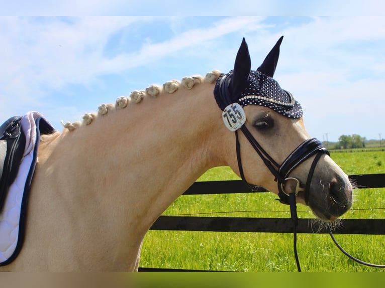 Deutsches Reitpony Wallach 4 Jahre Palomino in Stuttgart