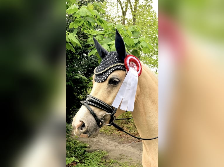 Deutsches Reitpony Wallach 4 Jahre Palomino in Stuttgart