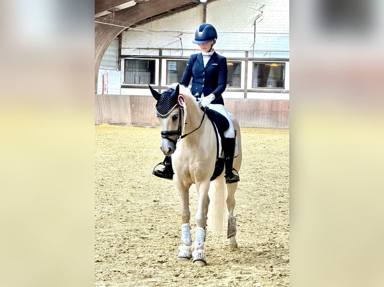 Deutsches Reitpony Wallach 4 Jahre Palomino in Stuttgart