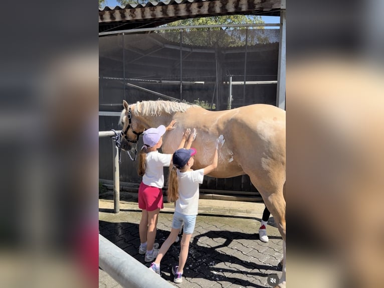 Deutsches Reitpony Wallach 4 Jahre Palomino in Stuttgart