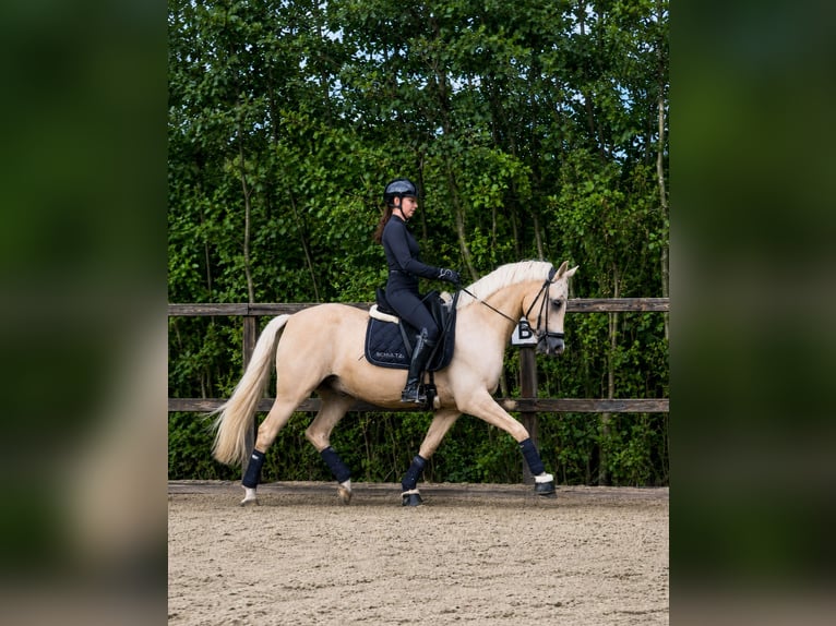 Deutsches Reitpony Wallach 4 Jahre Palomino in Stuttgart