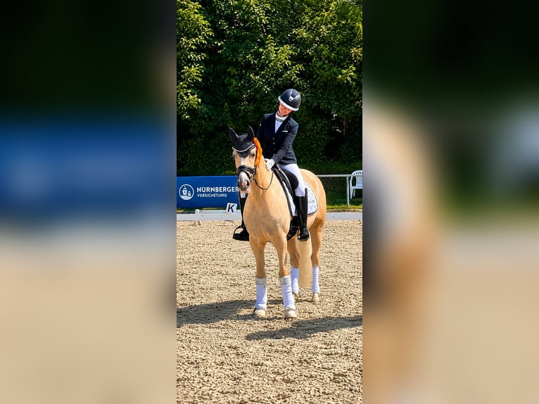 Deutsches Reitpony Wallach 4 Jahre Palomino in Stuttgart