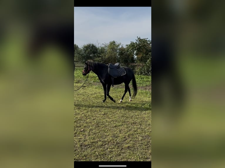 Deutsches Reitpony Wallach 4 Jahre Schwarzbrauner in Dargelin