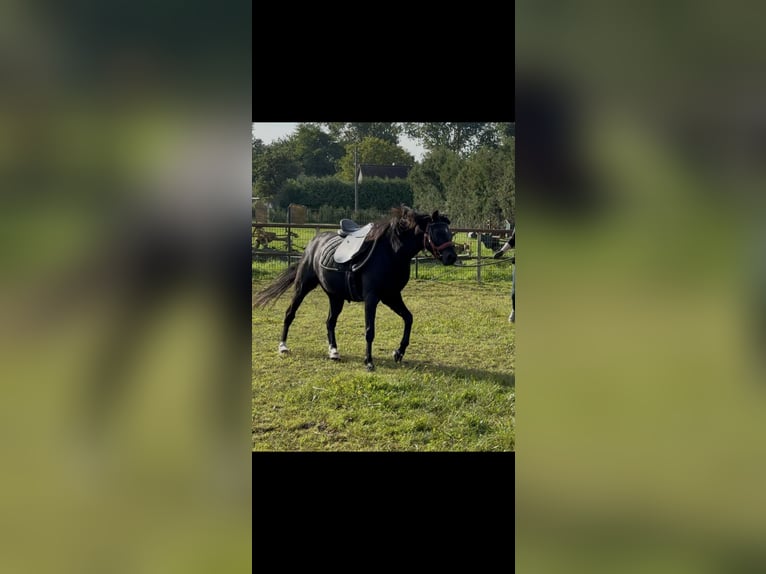 Deutsches Reitpony Wallach 4 Jahre Schwarzbrauner in Dargelin