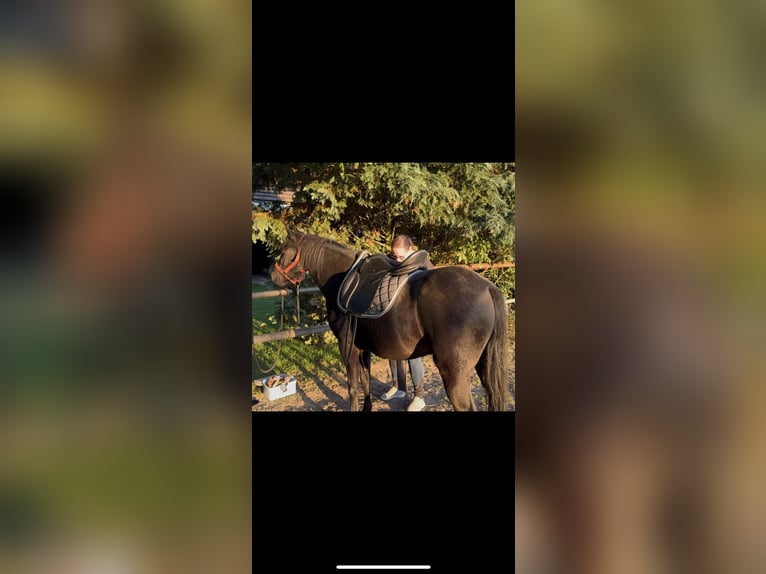 Deutsches Reitpony Wallach 4 Jahre Schwarzbrauner in Dargelin
