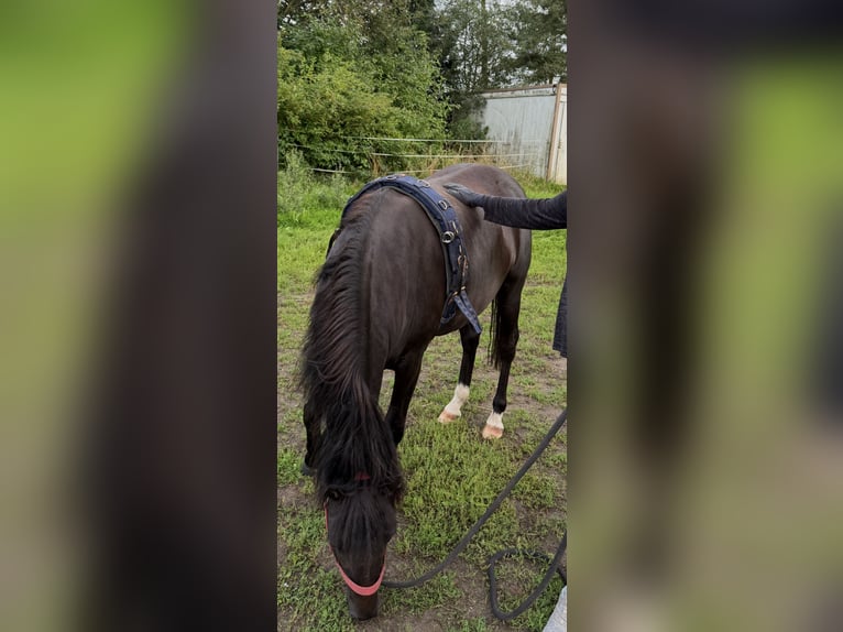 Deutsches Reitpony Wallach 4 Jahre Schwarzbrauner in Dargelin