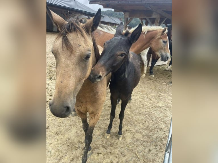 Deutsches Reitpony Wallach 5 Jahre 130 cm in Emmersdorf