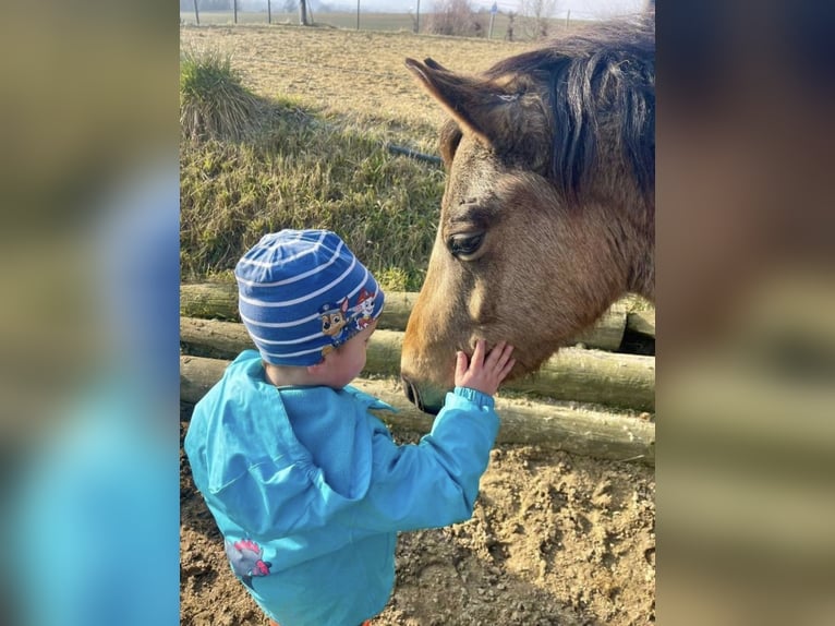 Deutsches Reitpony Wallach 5 Jahre 130 cm in Emmersdorf