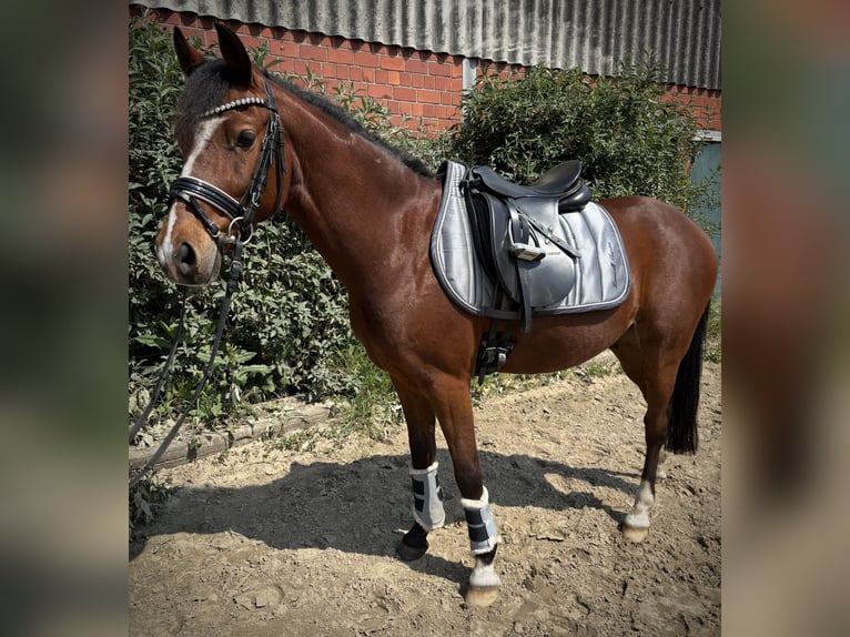Deutsches Reitpony Wallach 5 Jahre 134 cm Brauner in Selm