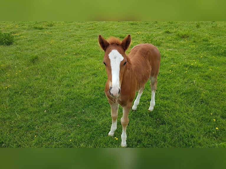 Deutsches Reitpony Mix Wallach 5 Jahre 134 cm Fuchs in FehmarnWulfen