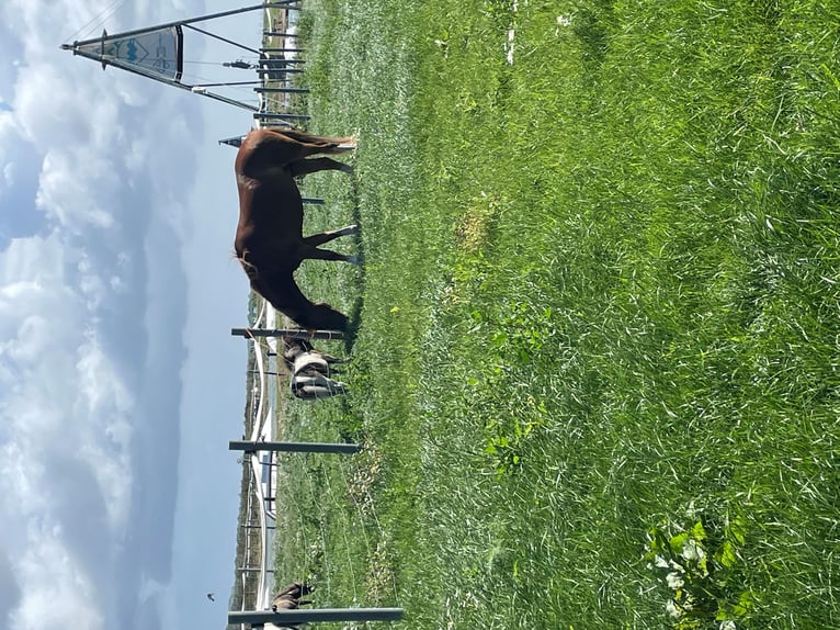 Deutsches Reitpony Mix Wallach 5 Jahre 134 cm Fuchs in FehmarnWulfen