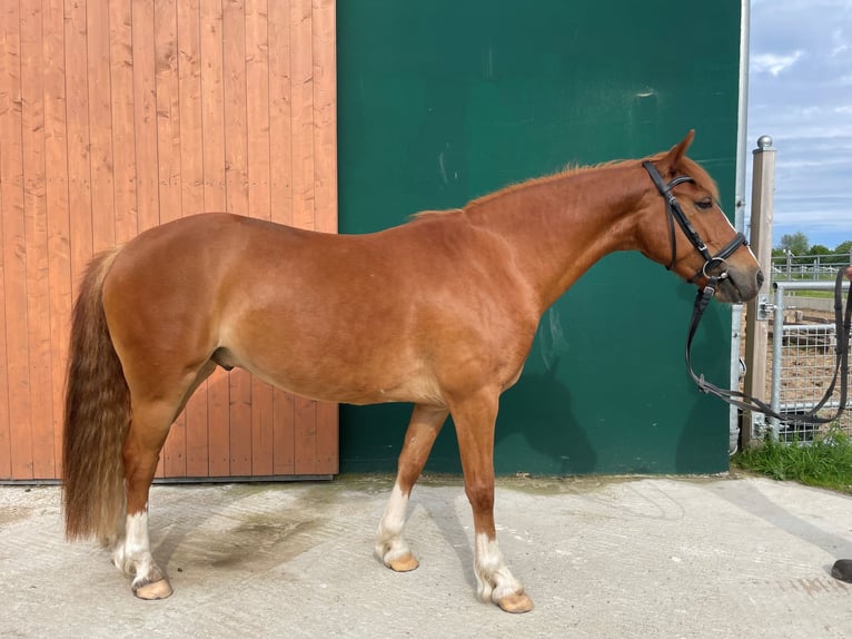 Deutsches Reitpony Mix Wallach 5 Jahre 134 cm Fuchs in FehmarnWulfen