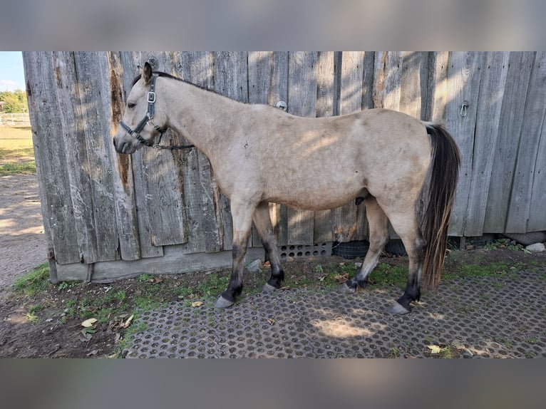 Deutsches Reitpony Wallach 5 Jahre 136 cm Buckskin in Möhnsen