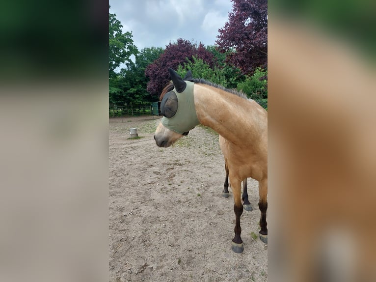 Deutsches Reitpony Wallach 5 Jahre 136 cm Buckskin in Möhnsen