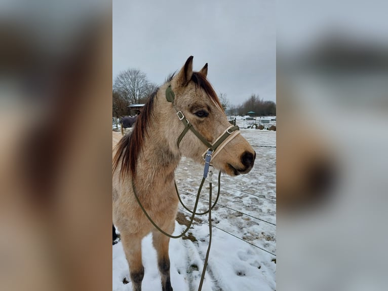 Deutsches Reitpony Wallach 5 Jahre 136 cm Buckskin in Möhnsen