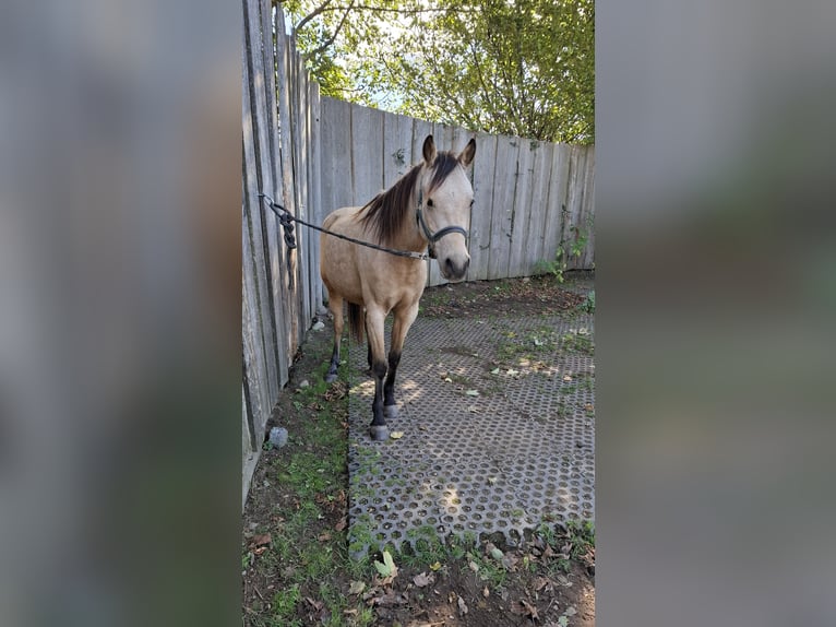 Deutsches Reitpony Wallach 5 Jahre 136 cm Buckskin in Möhnsen