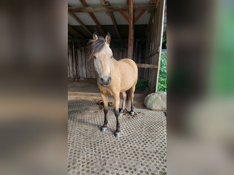 Deutsches Reitpony Wallach 5 Jahre 136 cm Buckskin in Möhnsen