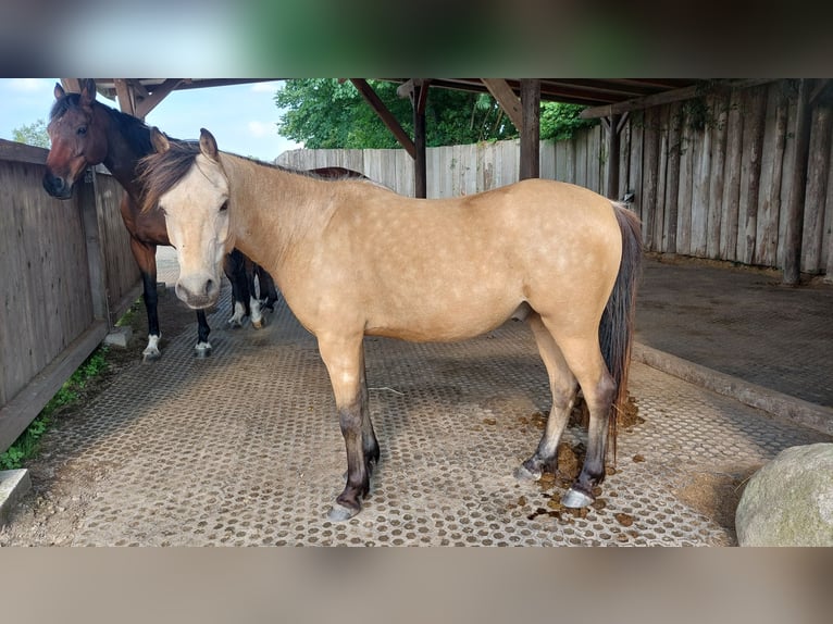 Deutsches Reitpony Wallach 5 Jahre 136 cm Buckskin in Möhnsen