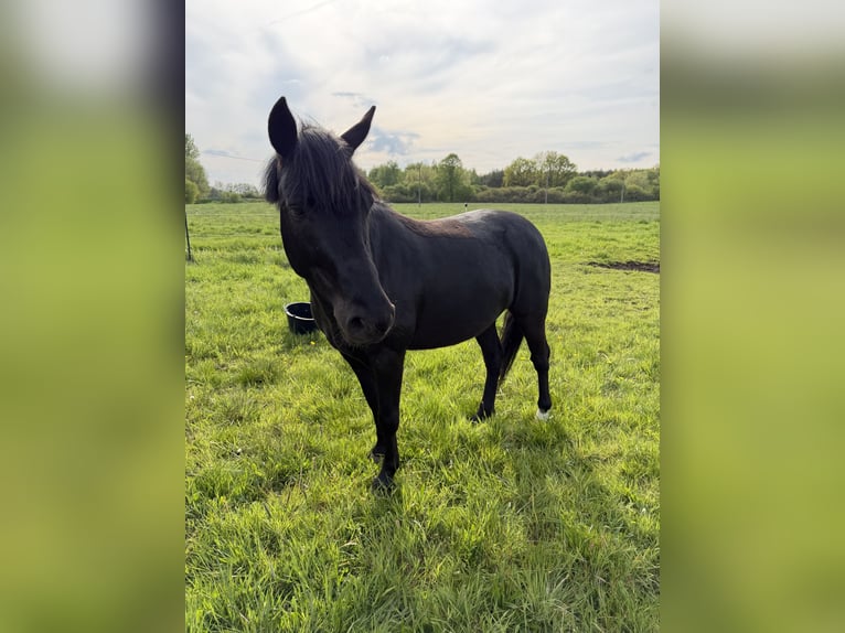 Deutsches Reitpony Mix Wallach 5 Jahre 136 cm Rappe in Ganzlin