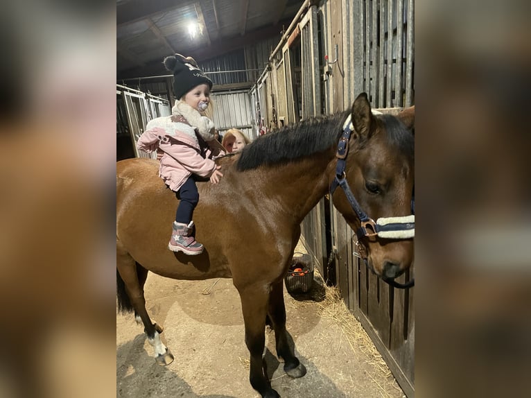 Deutsches Reitpony Wallach 5 Jahre 137 cm Brauner in Neum&#xFC;nsterNeum&#xFC;nster