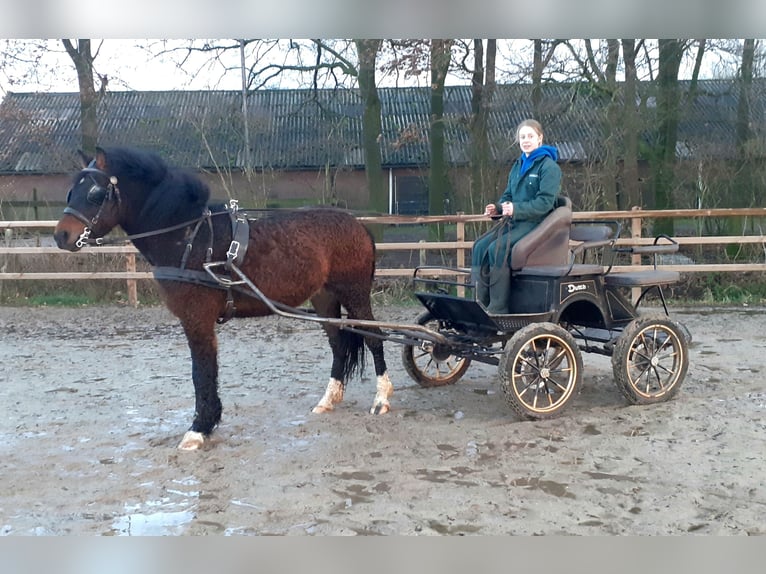 Deutsches Reitpony Mix Wallach 5 Jahre 138 cm Brauner in ruinen