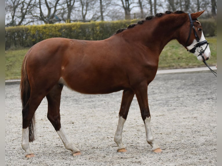 Deutsches Reitpony Wallach 5 Jahre 138 cm Dunkelfuchs in Fürstenau