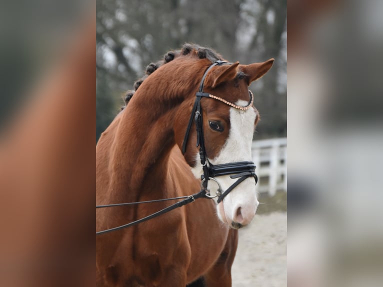 Deutsches Reitpony Wallach 5 Jahre 138 cm Dunkelfuchs in Fürstenau