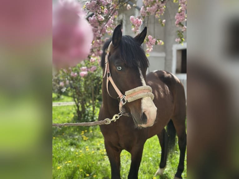 Deutsches Reitpony Mix Wallach 5 Jahre 140 cm Brauner in Ansfelden