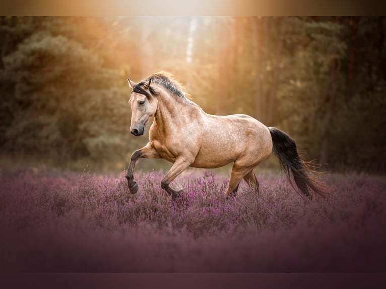 Deutsches Reitpony Mix Wallach 5 Jahre 140 cm Falbe in Quernheim