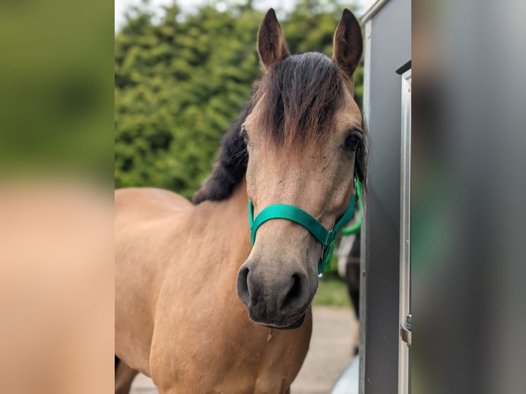 Deutsches Reitpony Mix Wallach 5 Jahre 140 cm Falbe in Quernheim