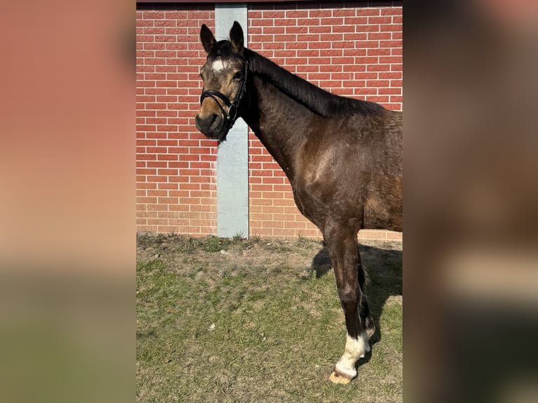Deutsches Reitpony Wallach 5 Jahre 140 cm Falbe in Warendorf