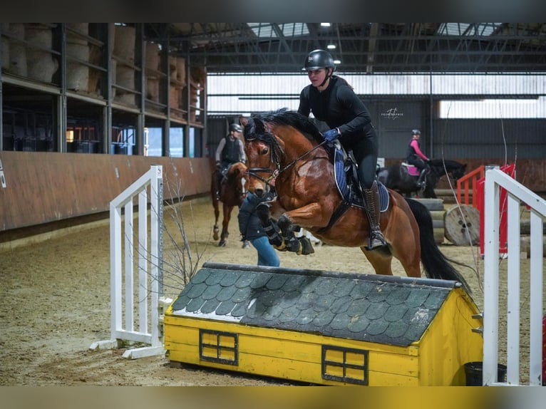 Deutsches Reitpony Wallach 5 Jahre 140 cm in Bruchköbel