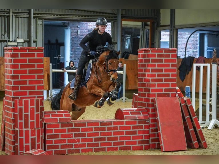 Deutsches Reitpony Wallach 5 Jahre 140 cm in Bruchköbel