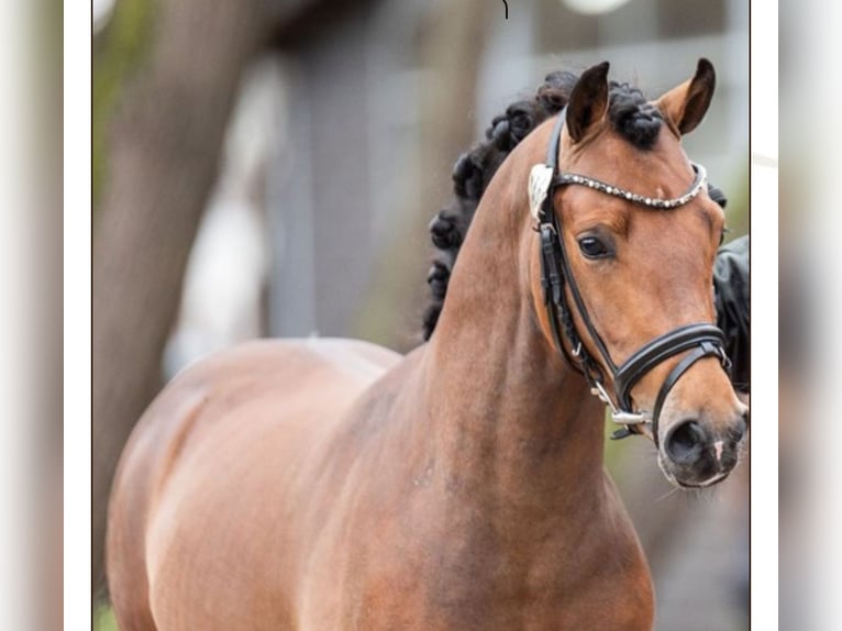 Deutsches Reitpony Wallach 5 Jahre 140 cm in Bruchköbel