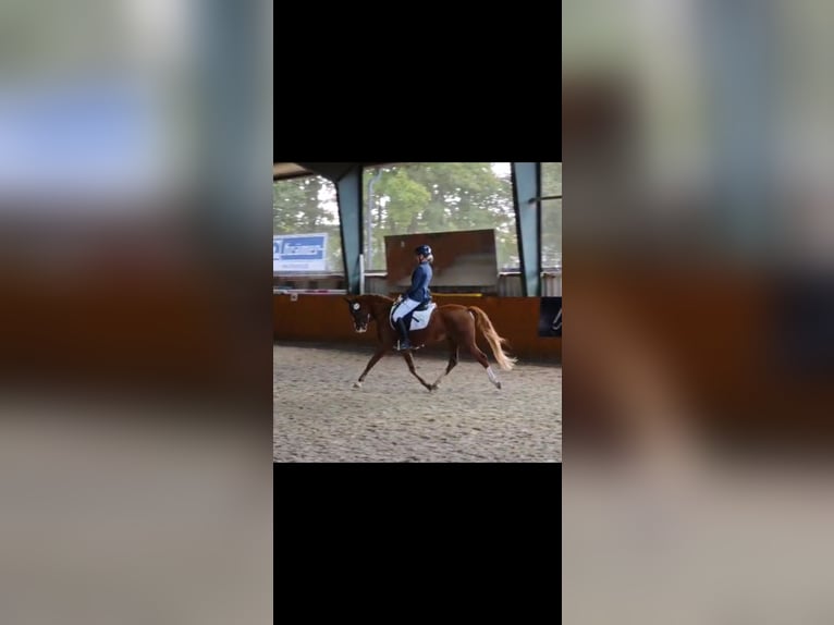 Deutsches Reitpony Wallach 5 Jahre 141 cm Fuchs in Heinsberg