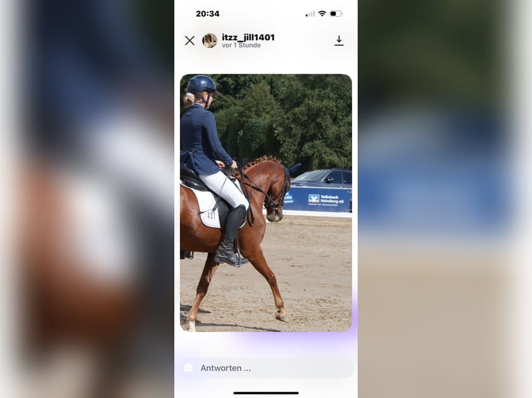 Deutsches Reitpony Wallach 5 Jahre 141 cm Fuchs in Heinsberg