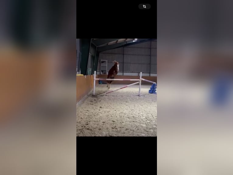 Deutsches Reitpony Wallach 5 Jahre 141 cm Fuchs in Heinsberg
