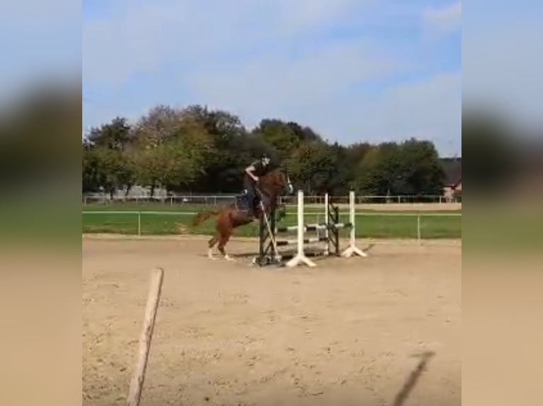 Deutsches Reitpony Wallach 5 Jahre 141 cm Fuchs in Heinsberg