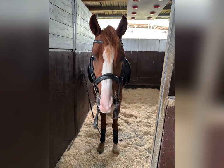Deutsches Reitpony Wallach 5 Jahre 141 cm Fuchs in Heinsberg
