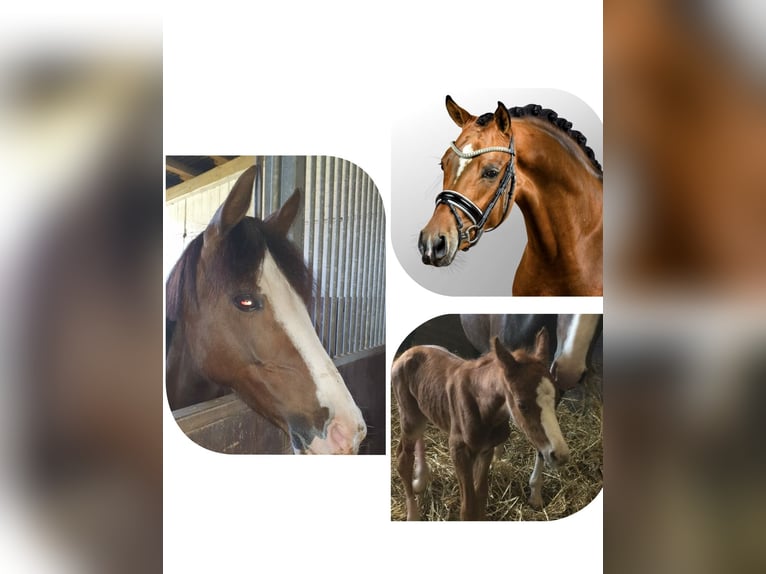 Deutsches Reitpony Wallach 5 Jahre 141 cm Fuchs in Heinsberg