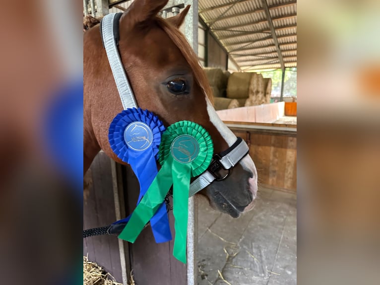 Deutsches Reitpony Wallach 5 Jahre 141 cm Fuchs in Heinsberg