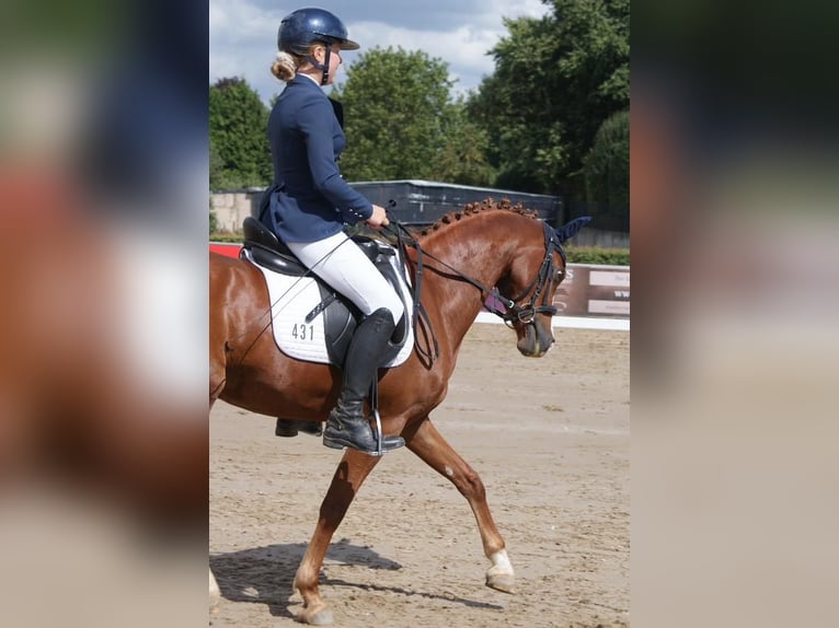 Deutsches Reitpony Wallach 5 Jahre 141 cm Fuchs in Heinsberg